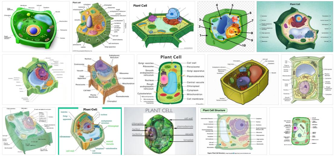 Plant Cell Definition and Meaning
